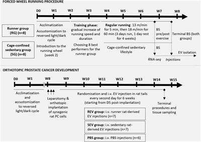 Exercise-Induced Extracellular Vesicles Delay the Progression of Prostate Cancer